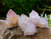 Natural Sunburst Cactus Flower Spirit Amethyst Crystals x 20 From Boekenhouthoek, South Africa