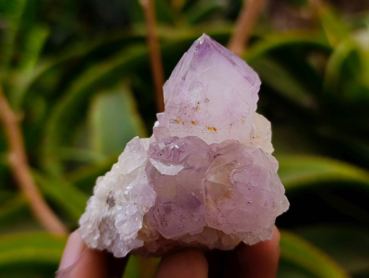 Natural Sunburst Cactus Flower Spirit Amethyst Crystals x 20 From Boekenhouthoek, South Africa - Toprock Gemstones and Minerals 