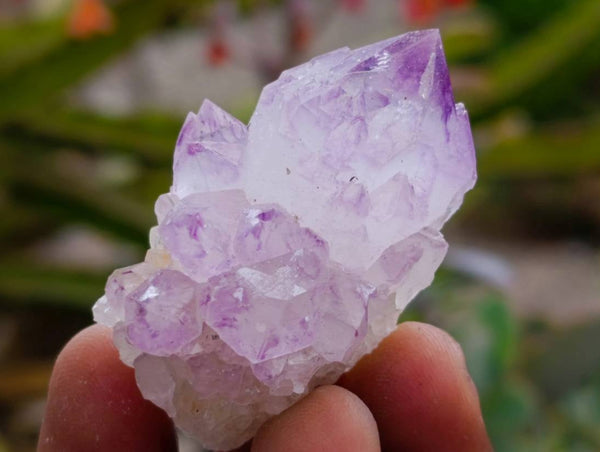 Natural Sunburst Cactus Flower Spirit Amethyst Crystals x 20 From Boekenhouthoek, South Africa