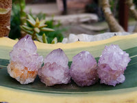 Natural Sunburst Cactus Flower Spirit Amethyst Crystals x 20 From Boekenhouthoek, South Africa