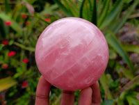 Polished Star Rose Quartz Spheres x 2 From Madagascar