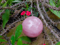 Polished Star Rose Quartz Spheres x 2 From Madagascar