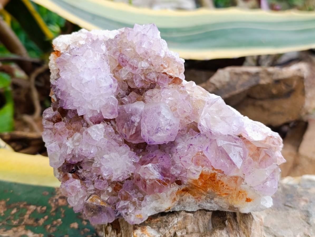 Natural Sunburst Amethyst Spirit Quartz Plates x 2 From Boekenhouthoek, South Africa - Toprock Gemstones and Minerals 