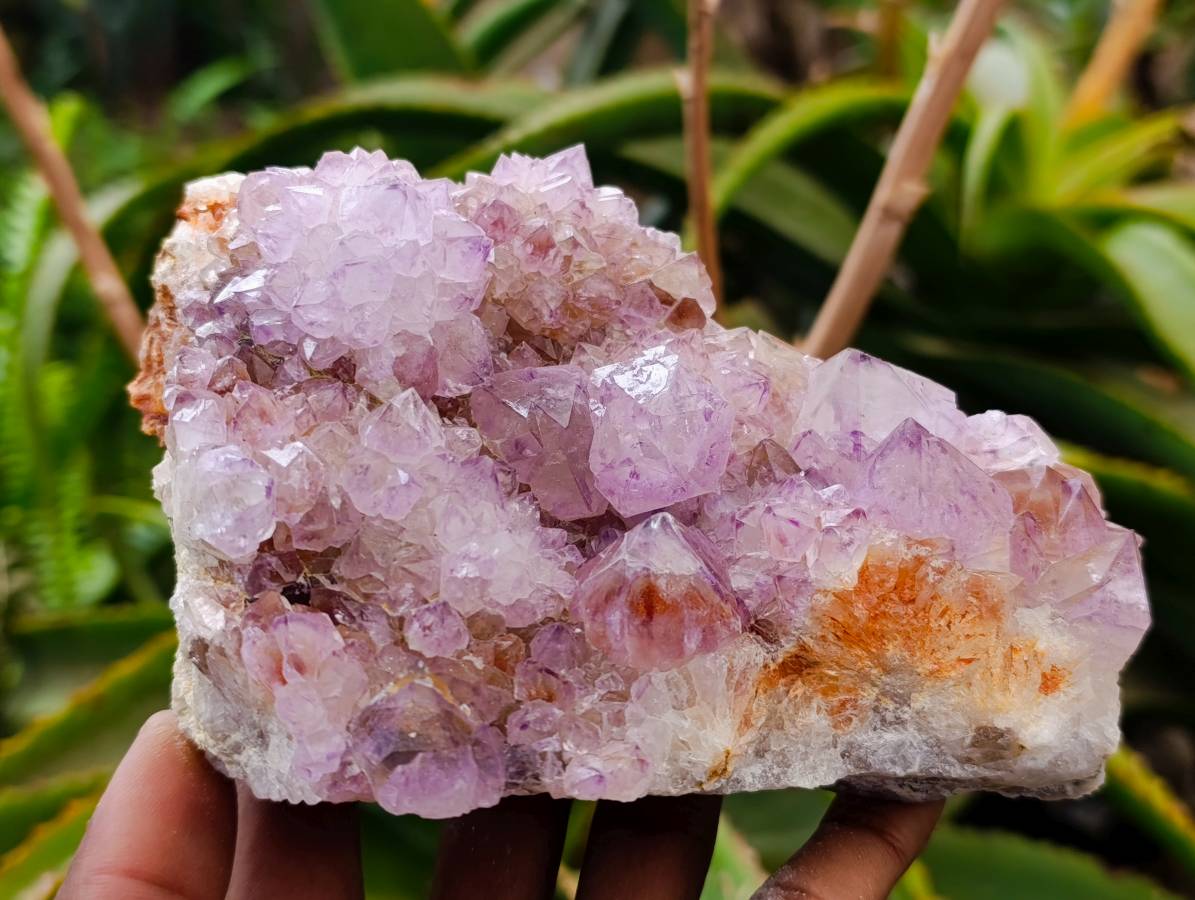 Natural Sunburst Amethyst Spirit Quartz Plates x 2 From Boekenhouthoek, South Africa - Toprock Gemstones and Minerals 
