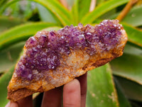 Natural Amethystos Amethyst Clusters x 15 From Kwaggafontein, South Africa