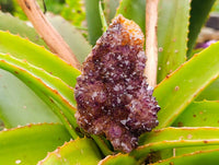 Natural Amethystos Amethyst Clusters x 15 From Kwaggafontein, South Africa