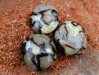 Polished Septerye Galets x 12 From Mahajanga, Madagascar