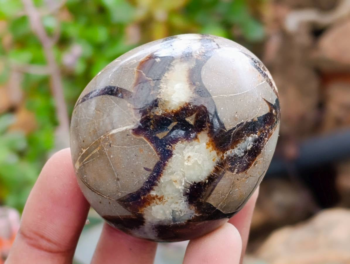 Polished Septerye Galets x 12 From Mahajanga, Madagascar - Toprock Gemstones and Minerals 