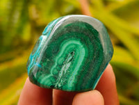 Polished Malacolla Free Forms x 35 From Kulukuluku, Congo