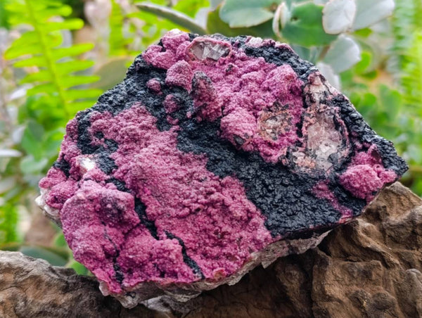 Natural Salrose Cobaltion Dolomite with Heterogenite Specimens x 3 From Kakanda, Congo