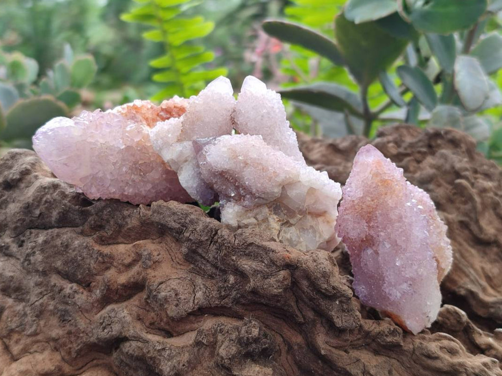 Natural Amethyst Spirit Quartz Clusters x 12 From Boekenhouthoek, South Africa - Toprock Gemstones and Minerals 