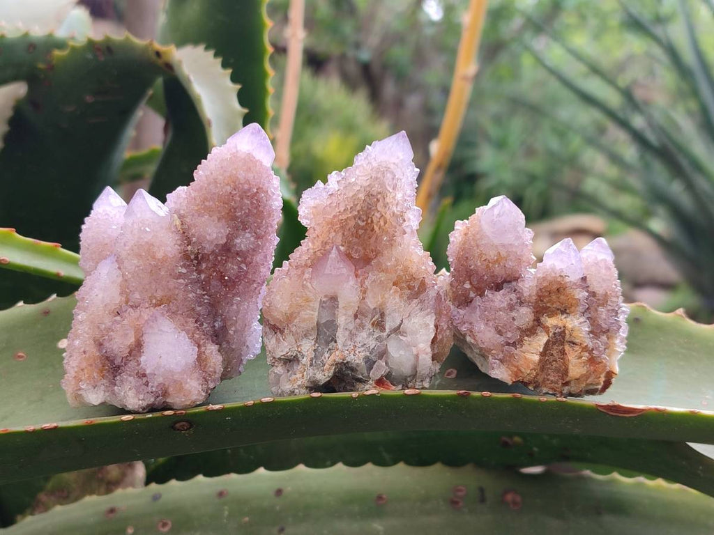 Natural Amethyst Spirit Quartz Clusters x 12 From Boekenhouthoek, South Africa - Toprock Gemstones and Minerals 