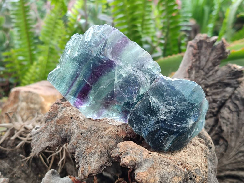 Natural Watermelon Fluorite Cobbed Specimens x 24 From Uis, Namibia - Toprock Gemstones and Minerals 