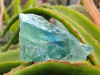 Natural Watermelon Fluorite Cobbed Specimens x 24 From Uis, Namibia