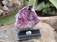 Natural Salrose Cobaltion Dolomite With Heterogenite Specimen x 1 From Kakanda, Congo x 1 From Kakanda, Congo