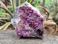 Natural Salrose Cobaltion Dolomite With Heterogenite Specimen x 1 From Kakanda, Congo x 1 From Kakanda, Congo