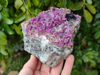 Natural Salrose Cobaltion Dolomite With Heterogenite Specimen x 1 From Kakanda, Congo x 1 From Kakanda, Congo