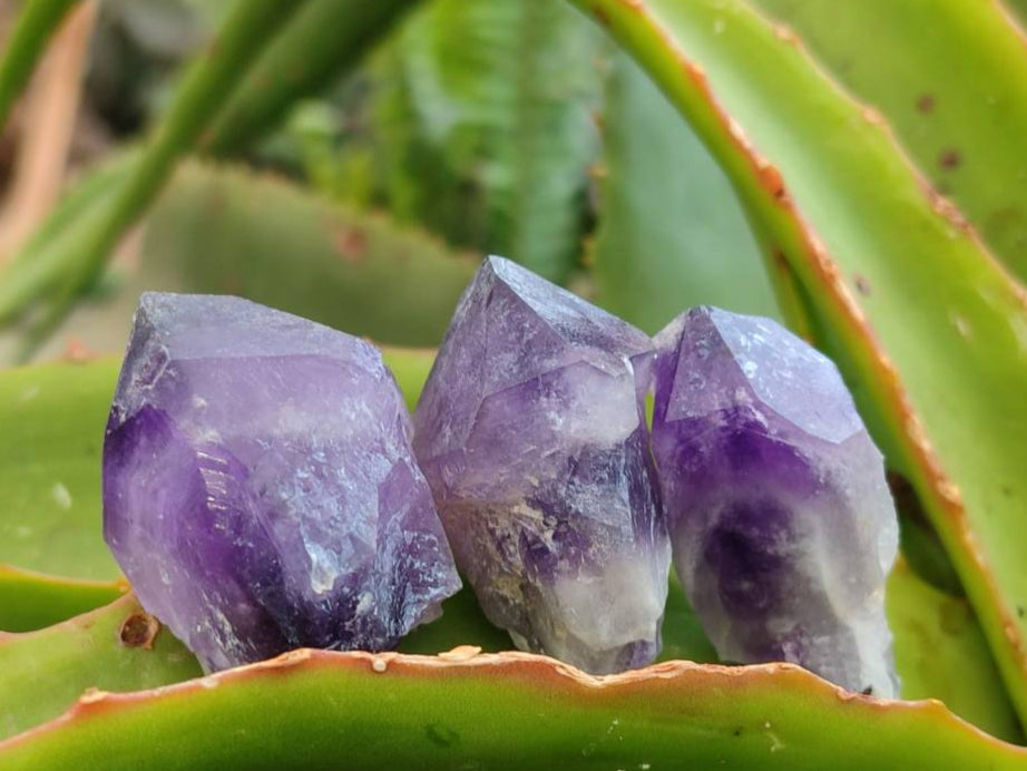 Natural Mini Chevron Amethyst Crystals x 70 From Zambia - Toprock Gemstones and Minerals 