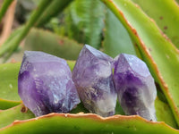 Natural Mini Chevron Amethyst Crystals x 70 From Zambia