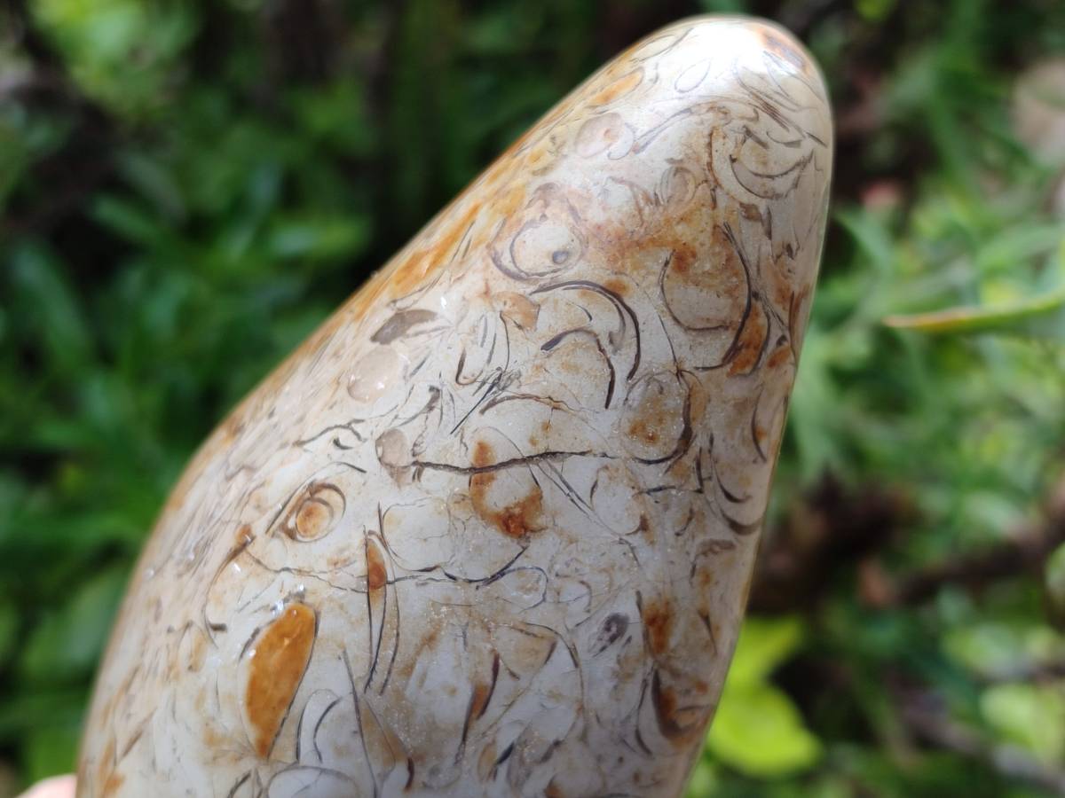 Polished Oceanic Fossil Standing Free Forms x 3 From Madagascar - Toprock Gemstones and Minerals 