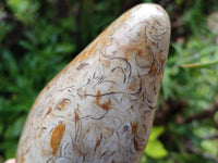 Polished Oceanic Fossil Standing Free Forms x 3 From Madagascar