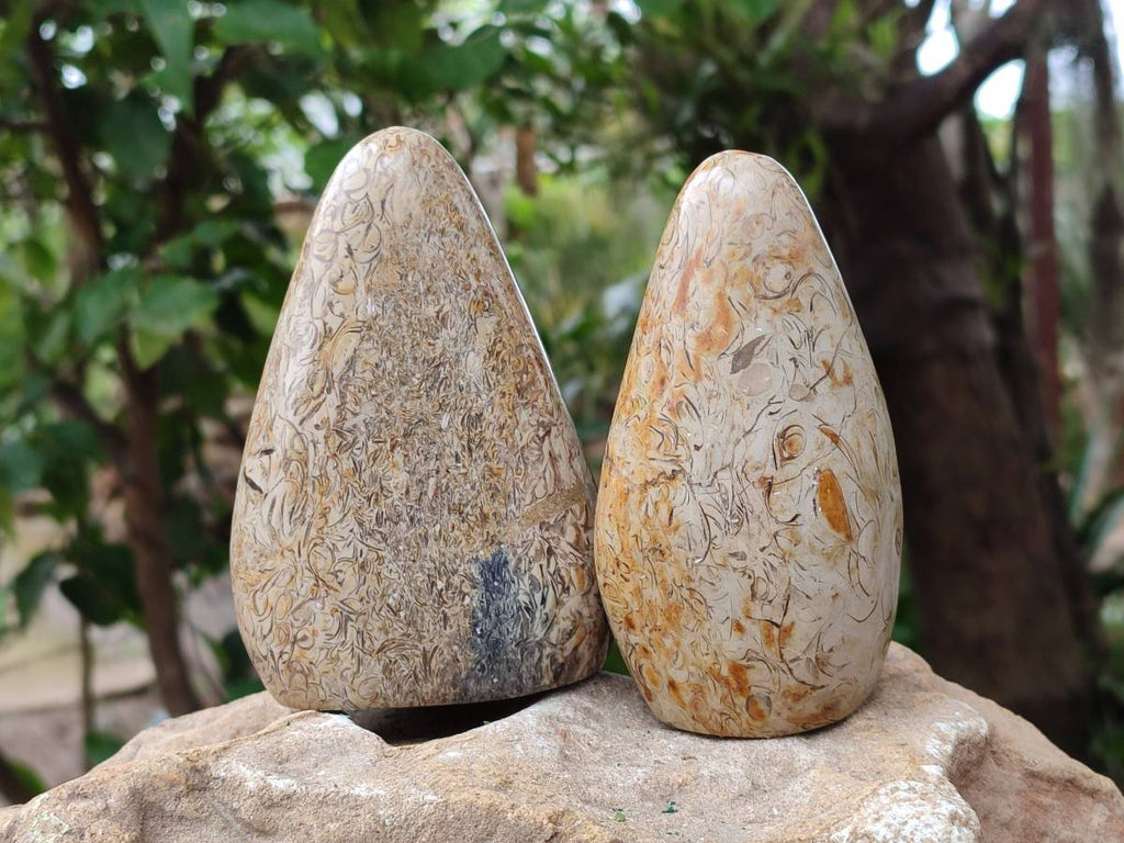 Polished Oceanic Fossil Standing Free Forms x 3 From Madagascar - Toprock Gemstones and Minerals 