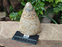 Polished Oceanic Fossil Standing Free Forms x 3 From Madagascar