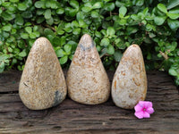 Polished Oceanic Fossil Standing Free Forms x 3 From Madagascar