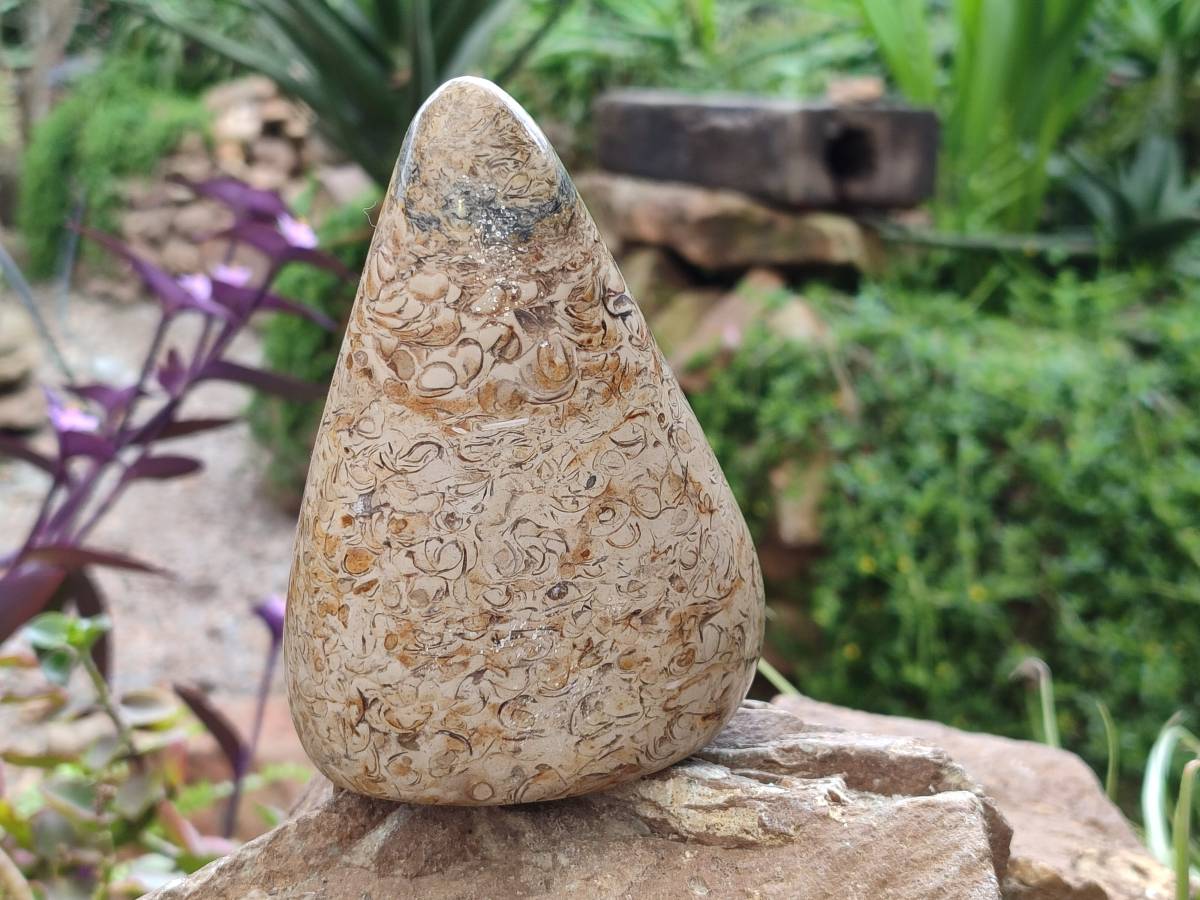 Polished Oceanic Fossil Standing Free Forms x 3 From Madagascar - Toprock Gemstones and Minerals 