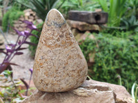 Polished Oceanic Fossil Standing Free Forms x 3 From Madagascar