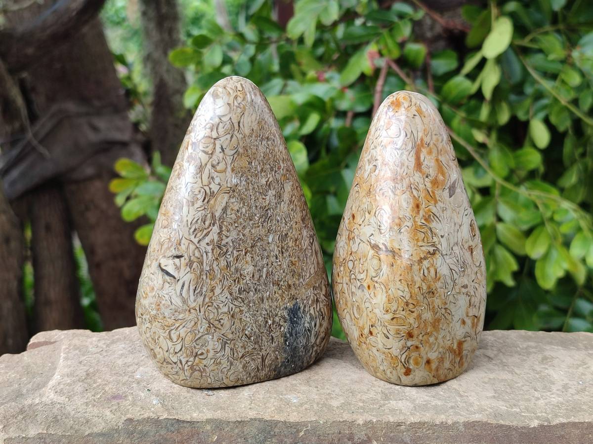 Polished Oceanic Fossil Standing Free Forms x 3 From Madagascar - Toprock Gemstones and Minerals 