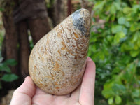 Polished Oceanic Fossil Standing Free Forms x 3 From Madagascar