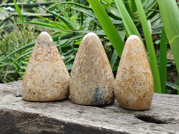Polished Oceanic Fossil Standing Free Forms x 3 From Madagascar