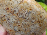 Polished Oceanic Fossil Standing Free Forms x 3 From Madagascar