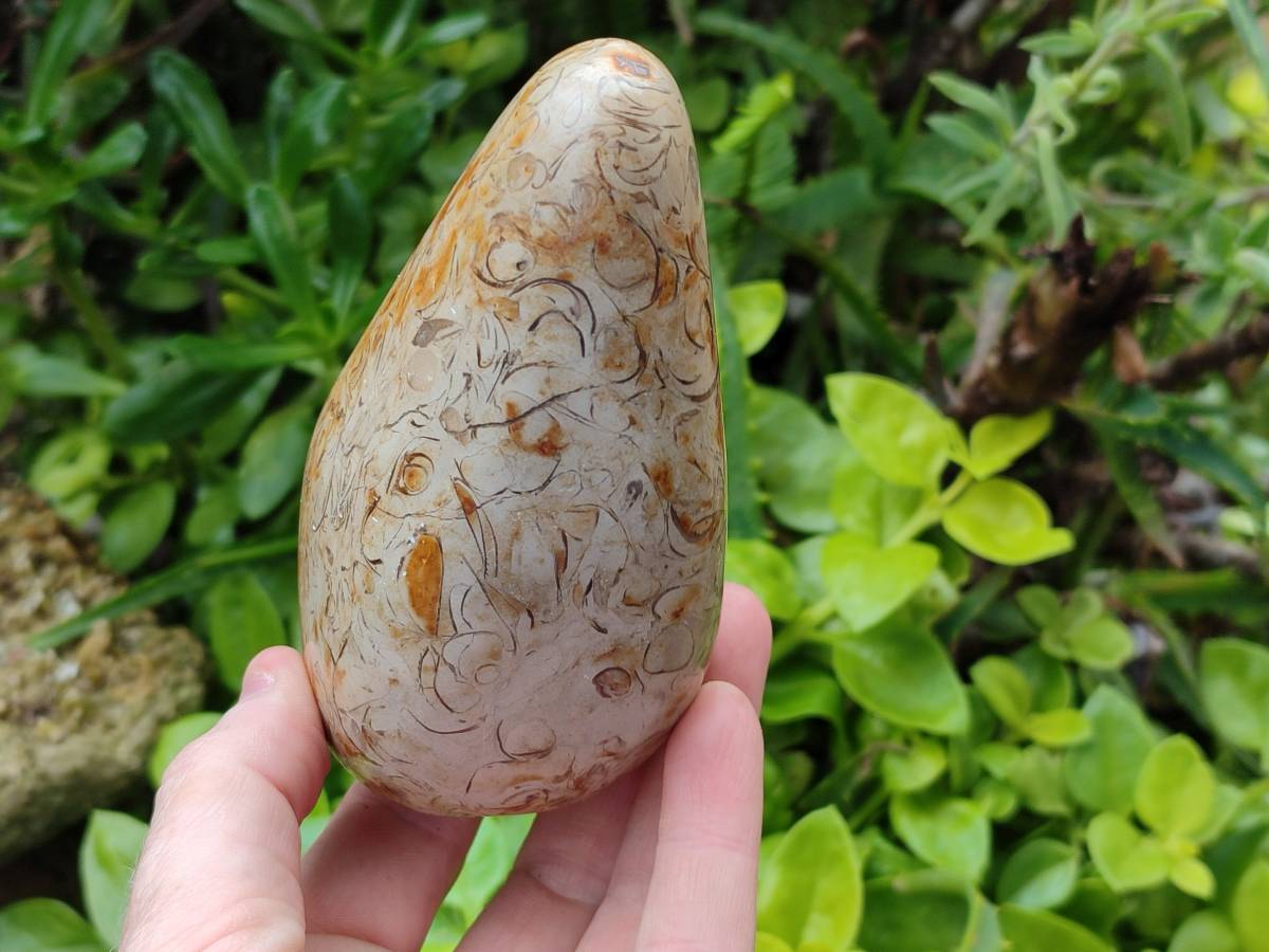 Polished Oceanic Fossil Standing Free Forms x 3 From Madagascar - Toprock Gemstones and Minerals 