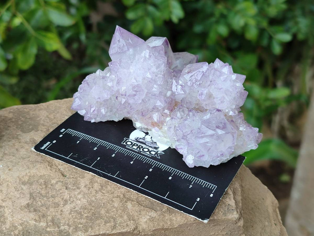 Natural Cactus Flower Sunburst Spirit Amethyst Clusters x 6 From Boekenhouthoek, South Africa - Toprock Gemstones and Minerals 