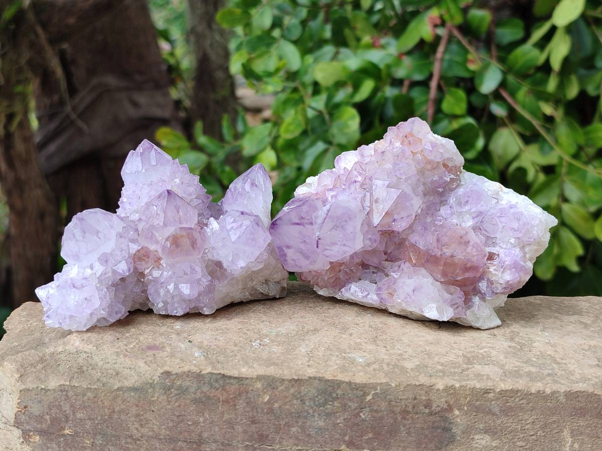 Natural Cactus Flower Sunburst Spirit Amethyst Clusters x 6 From Boekenhouthoek, South Africa - Toprock Gemstones and Minerals 