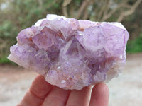 Natural Cactus Flower Sunburst Spirit Amethyst Clusters x 6 From Boekenhouthoek, South Africa