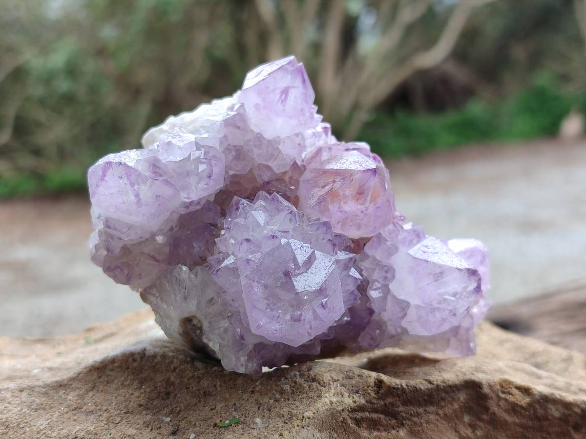 Natural Cactus Flower Sunburst Spirit Amethyst Clusters x 6 From Boekenhouthoek, South Africa - Toprock Gemstones and Minerals 