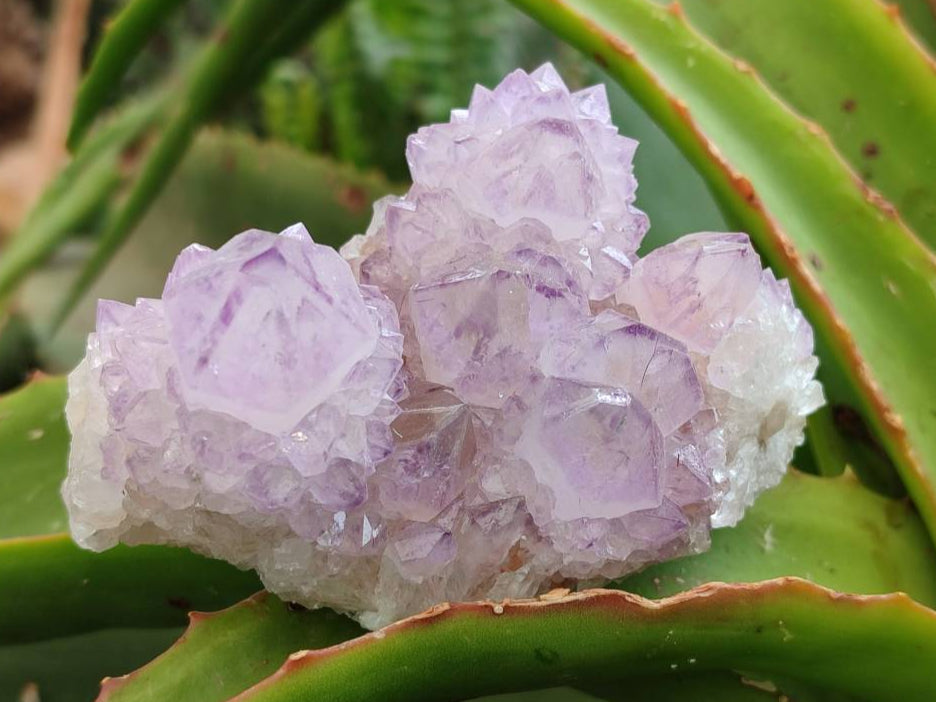 Natural Cactus Flower Sunburst Spirit Amethyst Clusters x 6 From Boekenhouthoek, South Africa - Toprock Gemstones and Minerals 
