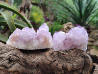 Natural Cactus Flower Sunburst Spirit Amethyst Clusters x 6 From Boekenhouthoek, South Africa