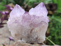 Natural Cactus Flower Sunburst Spirit Amethyst Clusters x 6 From Boekenhouthoek, South Africa