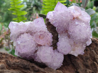 Natural Cactus Flower Sunburst Spirit Amethyst Clusters x 6 From Boekenhouthoek, South Africa