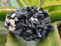 Natural Schorl Black Tourmaline Specimens With Associated Minerals x 6 From Erongo, Namibia