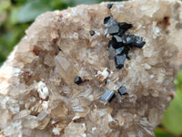 Natural Schorl Black Tourmaline Specimens With Associated Minerals x 6 From Erongo, Namibia