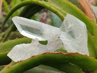 Natural Clear Mpika Quartz Crystals x 35 From Zambia