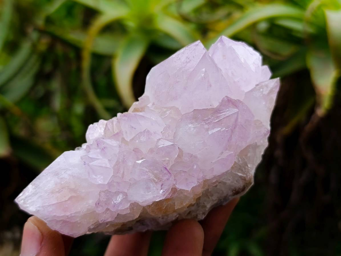 Natural Spirit Quartz Amethyst Clusters x 6 From Boekenhouthoek, South Africa - Toprock Gemstones and Minerals 