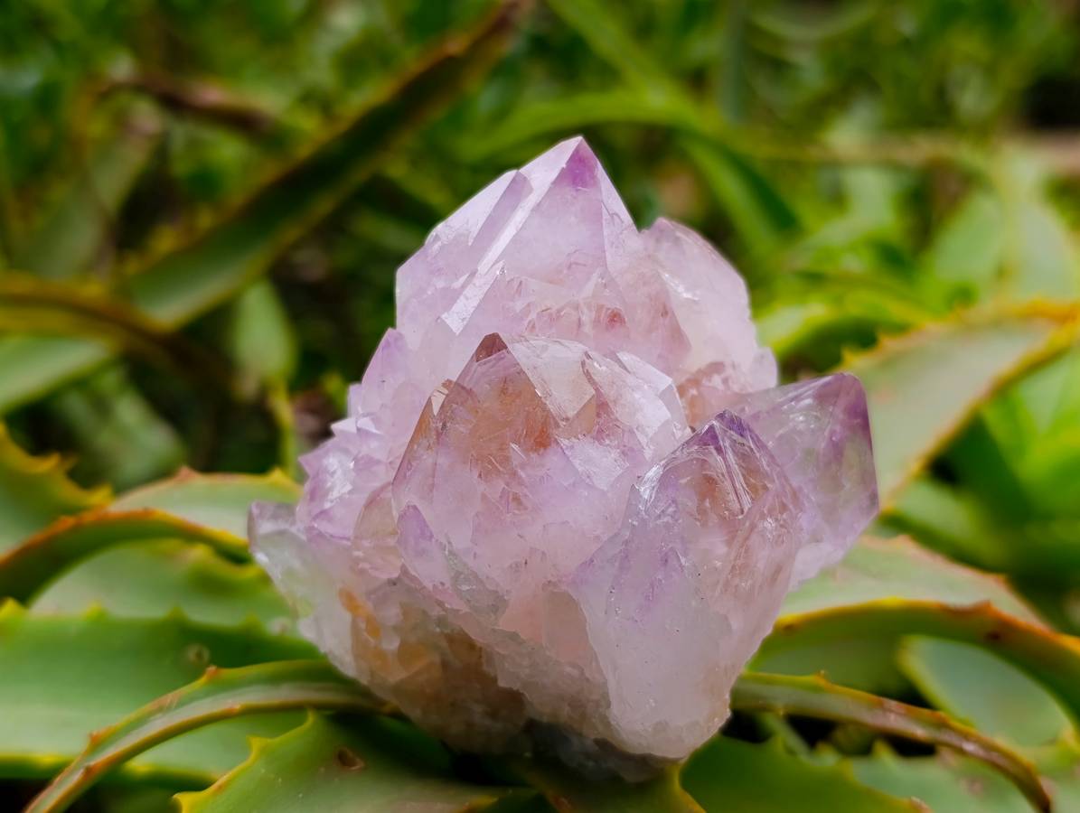Natural Spirit Quartz Amethyst Clusters x 6 From Boekenhouthoek, South Africa - Toprock Gemstones and Minerals 