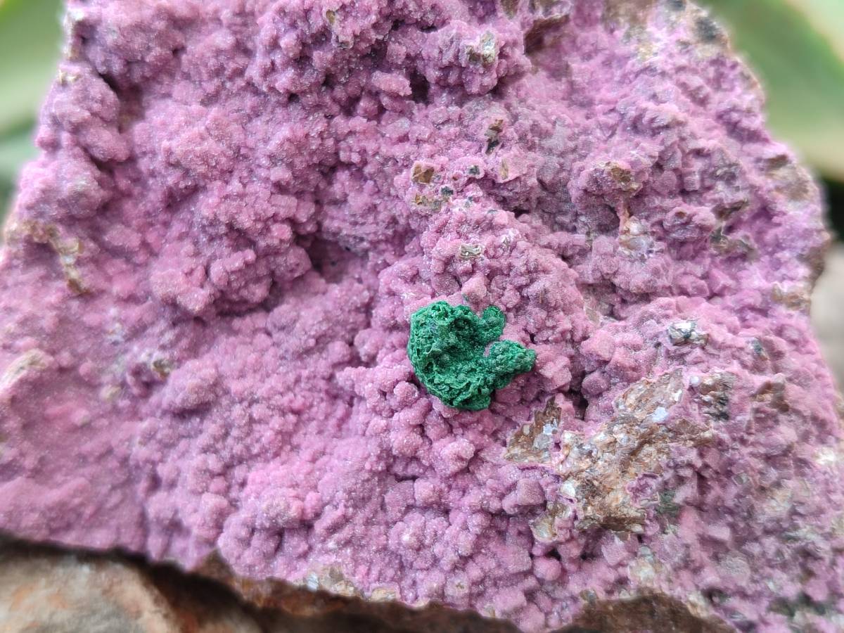 Natural Salrose Cobaltion Dolomite One With Malachite Specimens x 6 From Kakanda, Congo - Toprock Gemstones and Minerals 