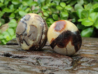 Polished Septerye Palm Stones x 12 From Mahajanga, Madagascar